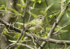 Phyllomyias virescens