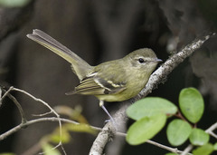 Phyllomyias virescens