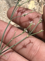 Eriogonum baileyi baileyi