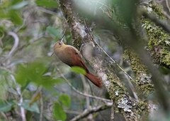 Sittasomus griseicapillus