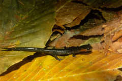 Plethodon jordani