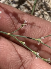 Eriogonum baileyi baileyi
