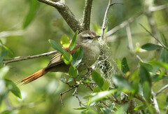 Cranioleuca pyrrhophia