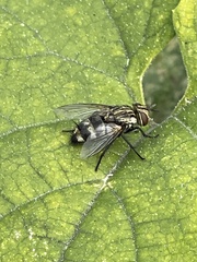 Exoristinae