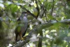 Accipiter bicolor
