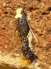 Monopis longella
