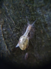 Fruticicola fruticum