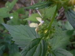 Lamium galeobdolon flavidum