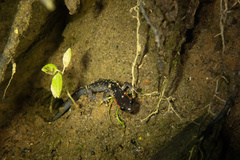Plethodon jordani