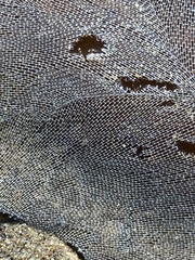 Membranipora membranacea