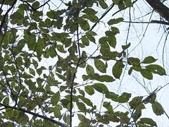 Rhamnaceae