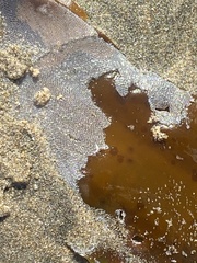 Membranipora membranacea