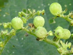 Dasineura involuta