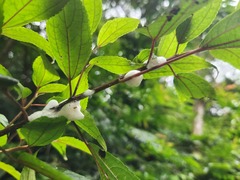 Okiscarta uchidae