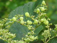Dasineura involuta