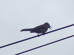 Hypsipetes amaurotis