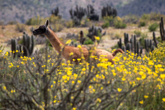 Lama guanicoe