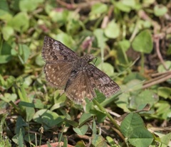 Erynnis icelus