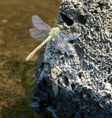 Ophiogomphus arizonicus
