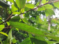 Okiscarta uchidae