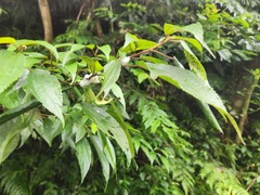 Okiscarta uchidae