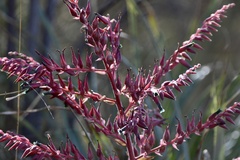 Puya spathacea