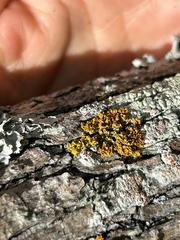 Xanthomendoza weberi