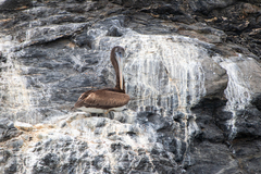 Pelecanus thagus