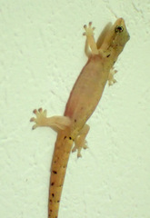 Gekkonidae
