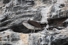 Pelecanus thagus