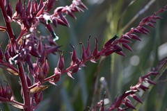Puya spathacea
