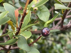 Syzygium elliptifolium