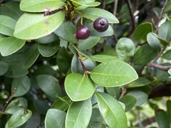 Syzygium elliptifolium