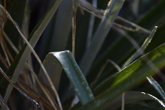 Puya spathacea