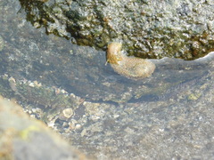 Dolabrifera nicaraguana