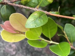 Syzygium elliptifolium