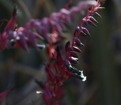 Puya spathacea