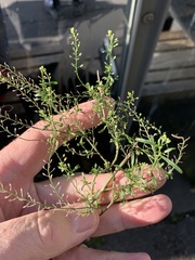Lepidium
