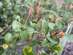 Syzygium elliptifolium