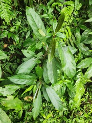 Turpinia formosana