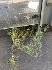Lepidium