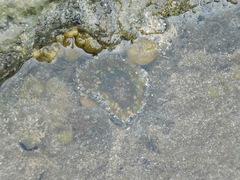 Actinostella bradleyi