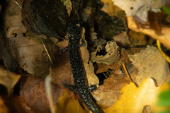Plethodon teyahalee