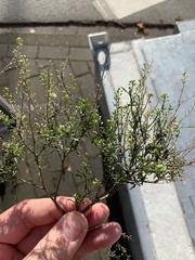 Lepidium