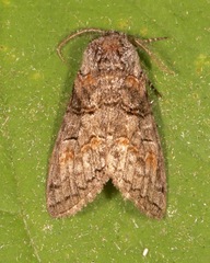 Scevesia angustiora