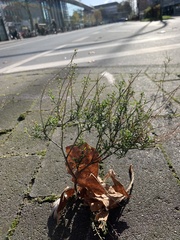 Lepidium
