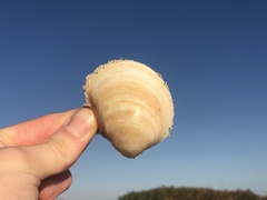 Laevicardium serratum