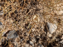 Psilostrophe cooperi