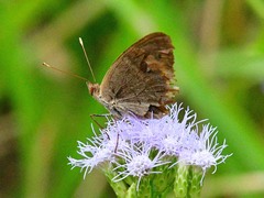 Junonia stemosa