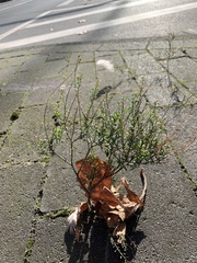 Lepidium